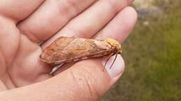 Image of Four-spotted Ghost Moth