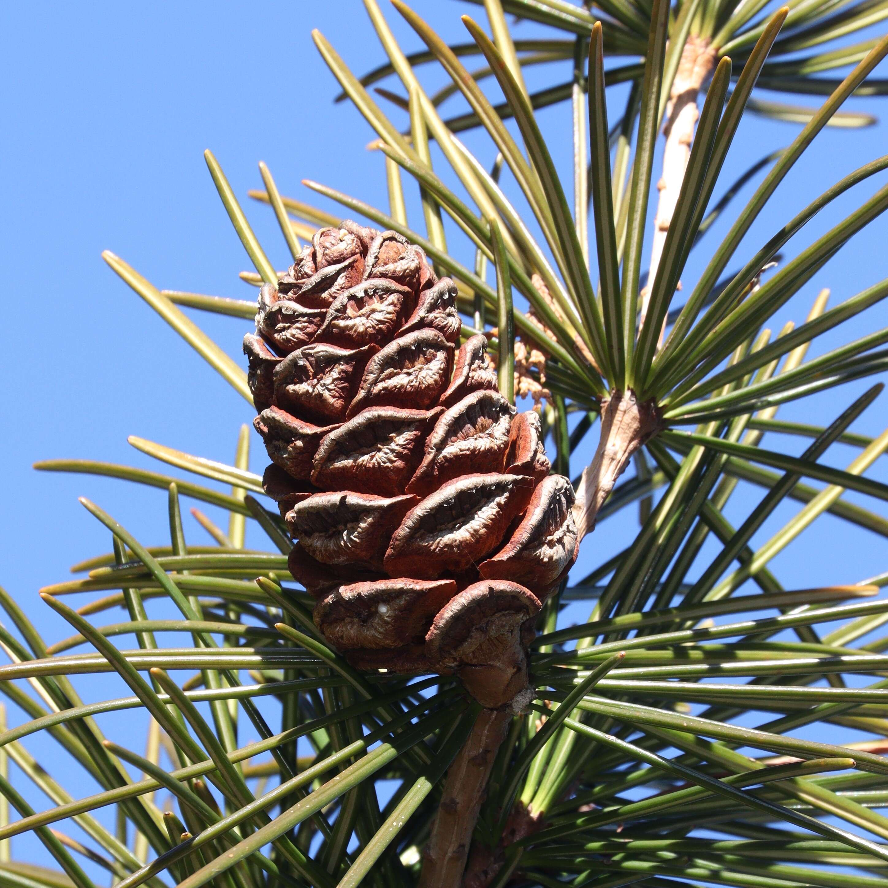 Image of umbrella-pine family