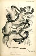 Image of Dendrelaphis caudolineatus (Gray 1834)
