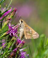 Atalopedes campestris Boisduval 1852 resmi