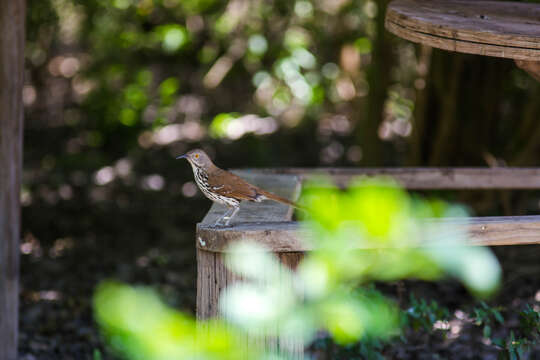 Image of Long-billed Thrasher