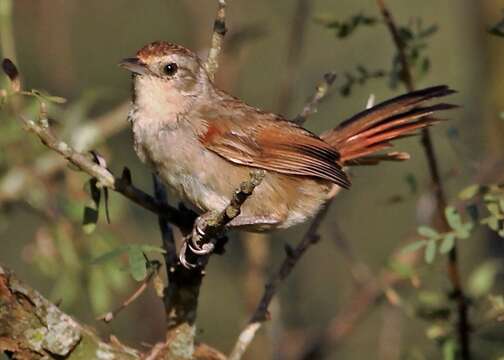 Image of Little Thornbird