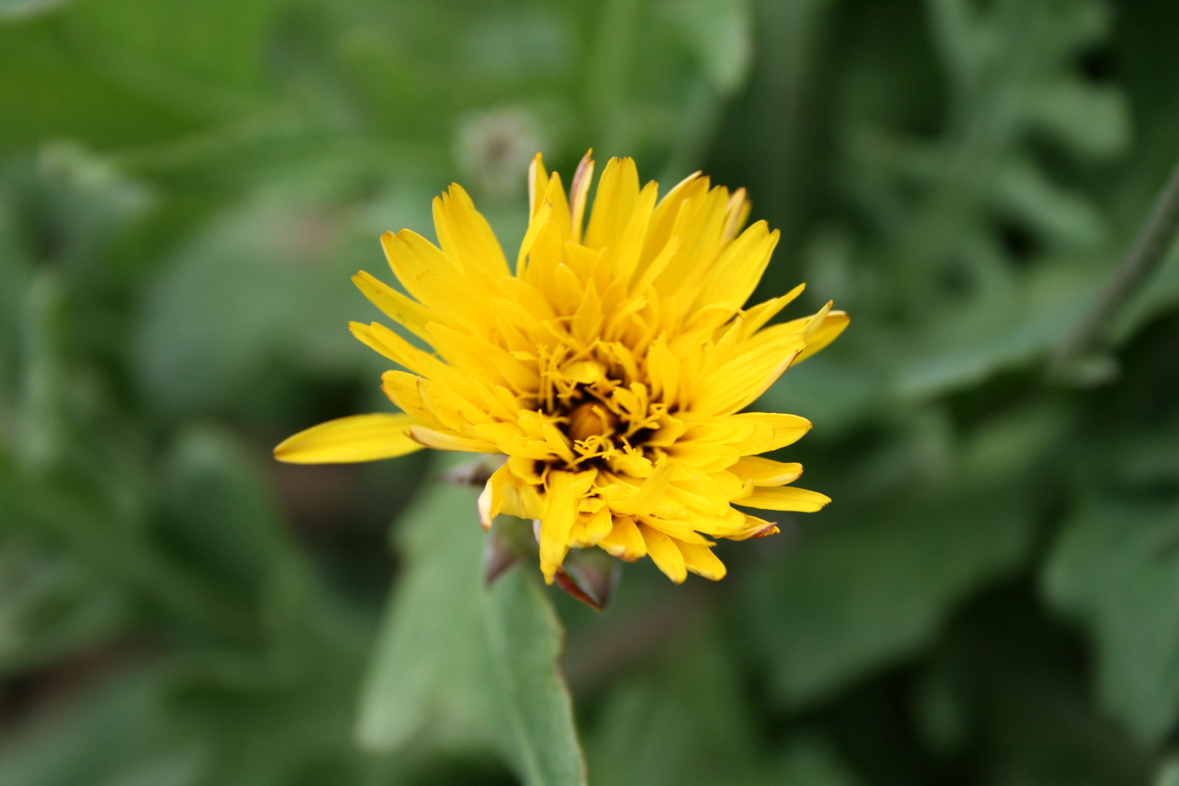 Image of False sowthistle