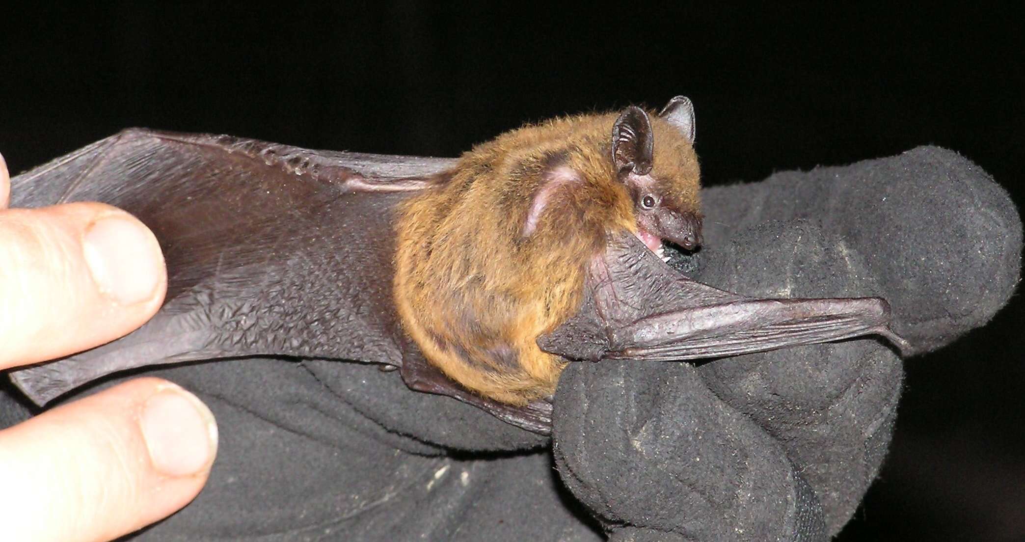 Image of Evening Bat