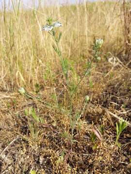 Nigella arvensis L. resmi