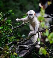 Image of Black Snub-nosed Monkey