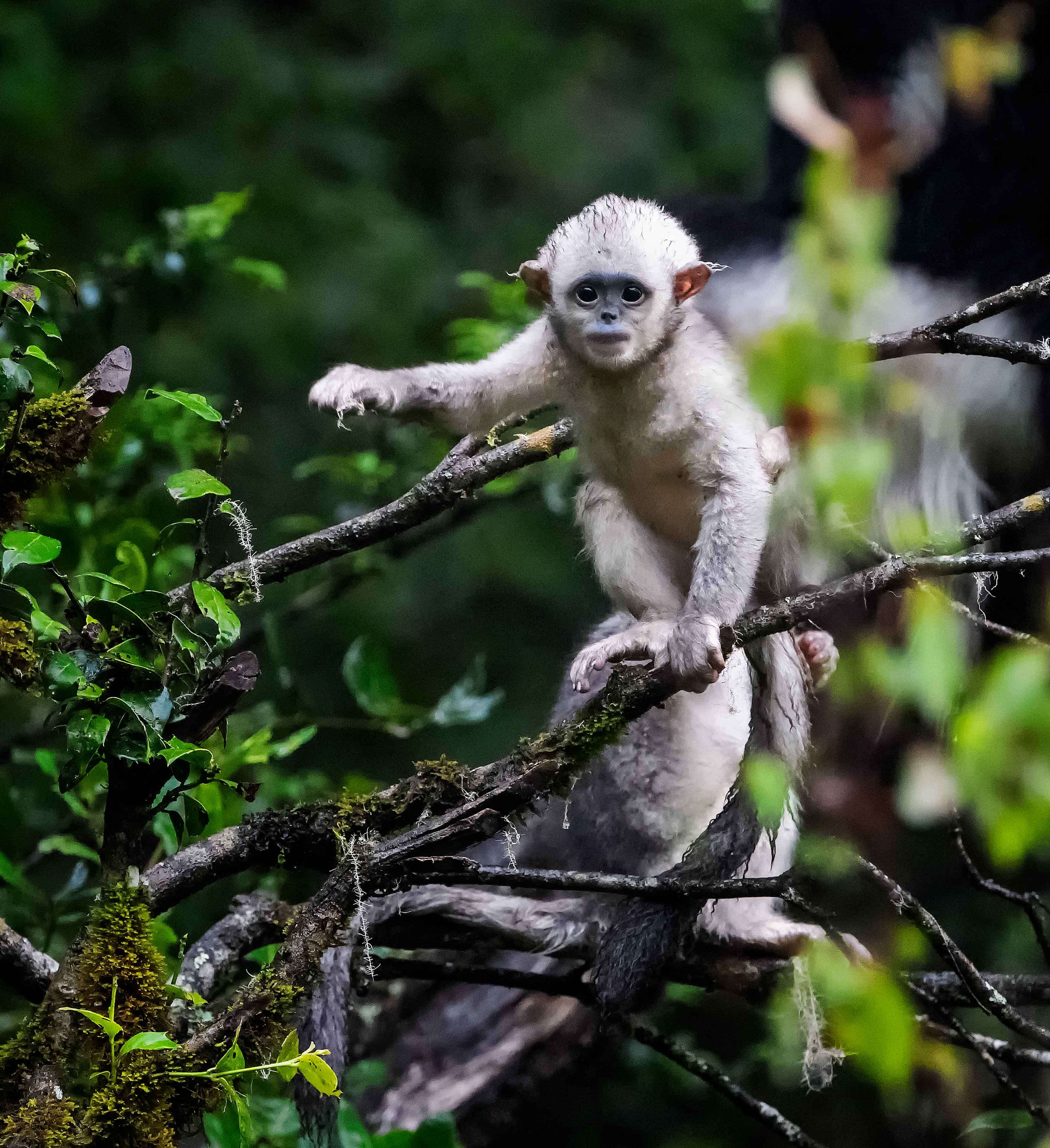 Image of Black Snub-nosed Monkey