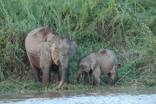 Image of Borneo elephant