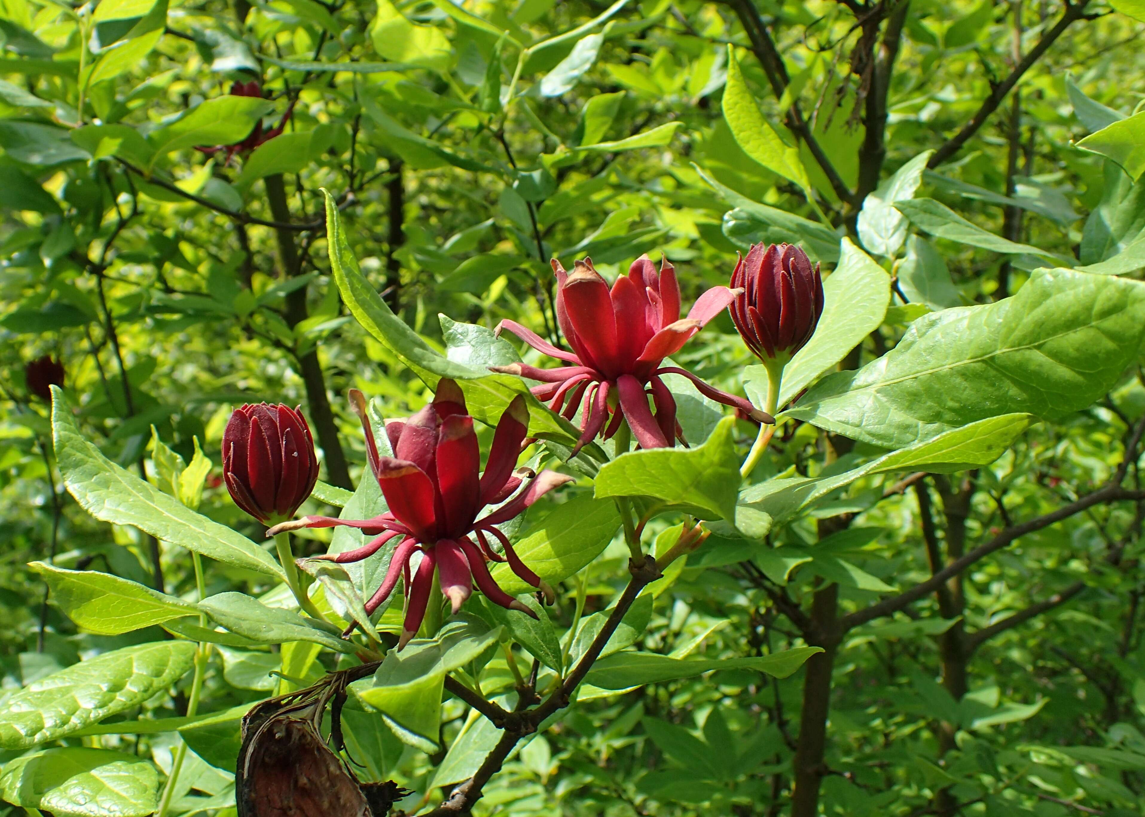 Image de Calycanthus floridus L.