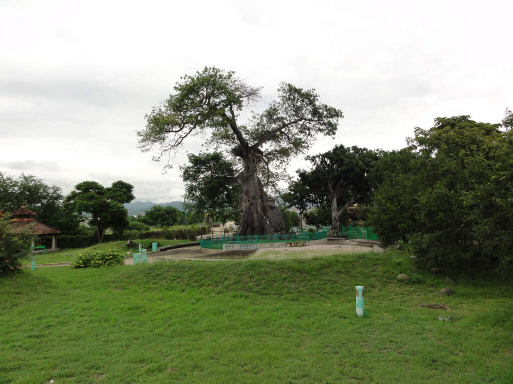 Image of kapoktree