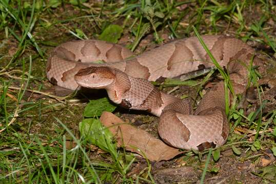 Image of Copperhead