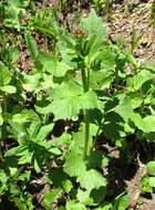 Image of Mountain Heliotrope