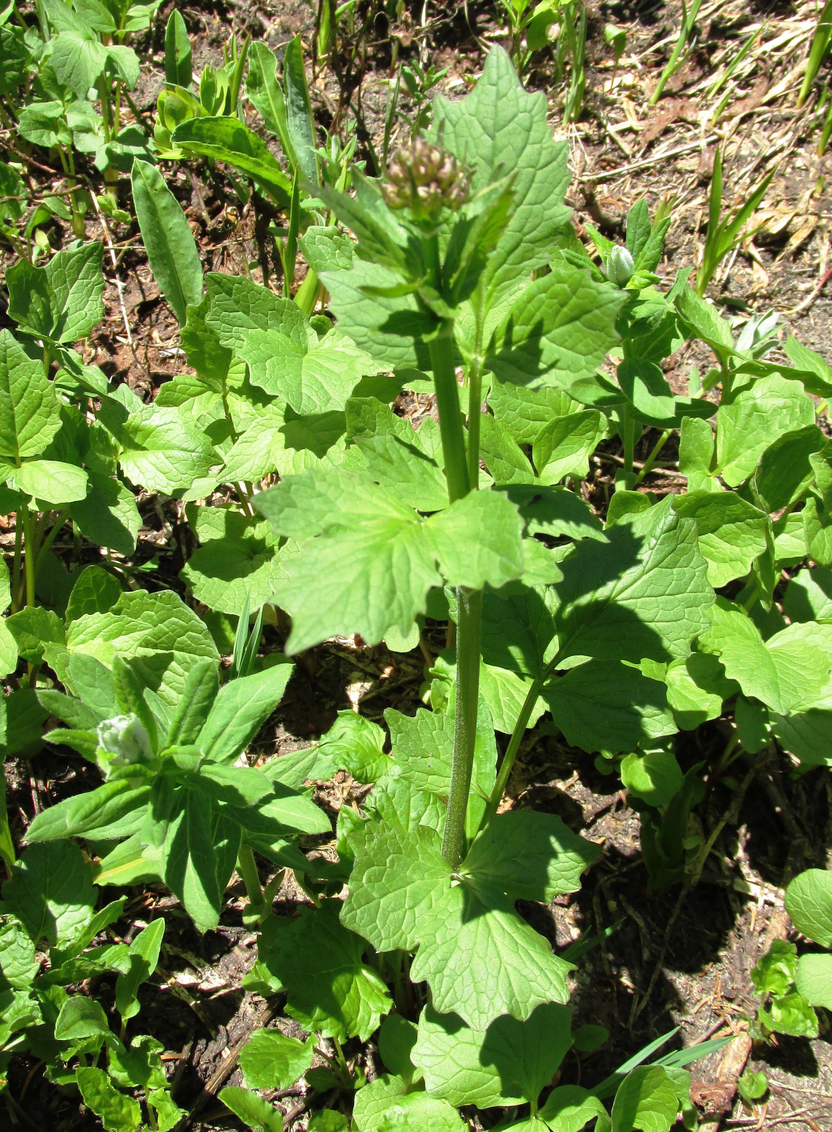 Image of Mountain Heliotrope