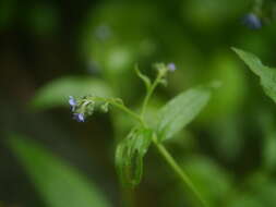 Image of Ceylon hound's tongue