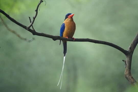 Image of Buff-breasted Paradise Kingfisher