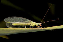 Image of Goldeneyed Lacewing