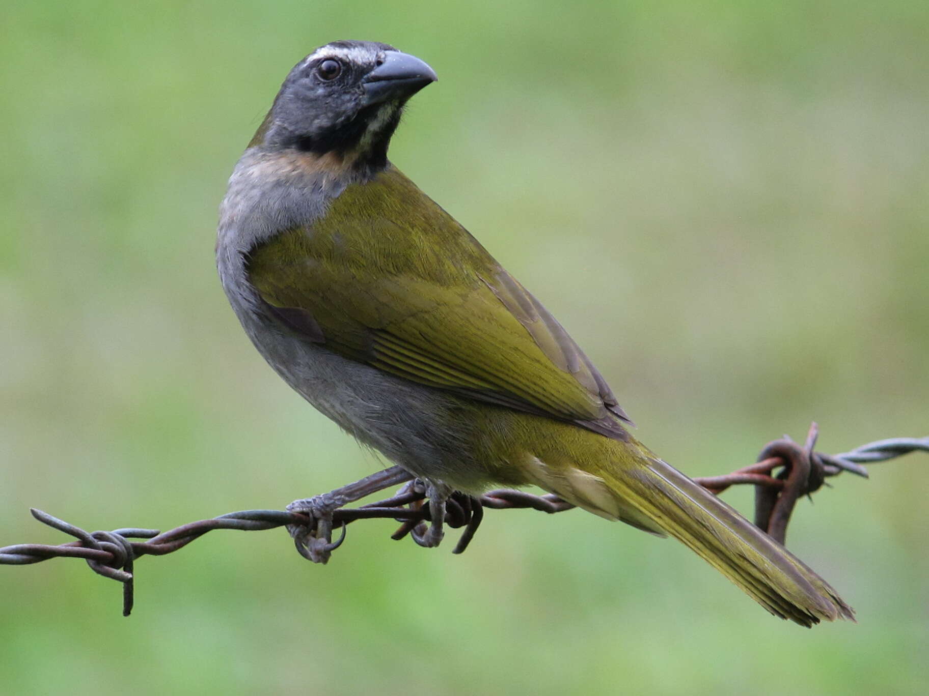 Image of Buff-throated Saltator