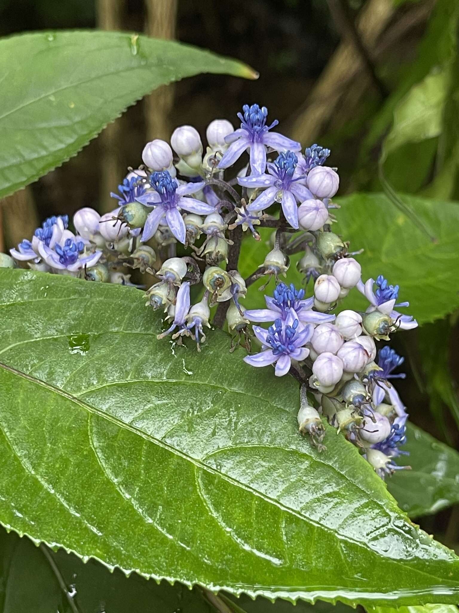 Image of Hydrangea febrifuga (Lour.) Y. De Smet & Granados