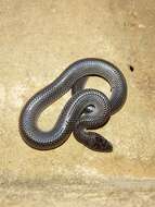 Image of Common Wolf Snake