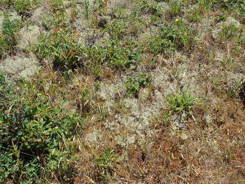 Image of Reindeer lichen