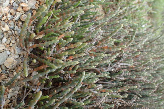 Image of Salicornia quinqueflora subsp. quinqueflora