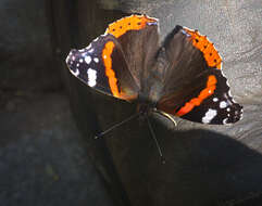 Image of Red Admiral