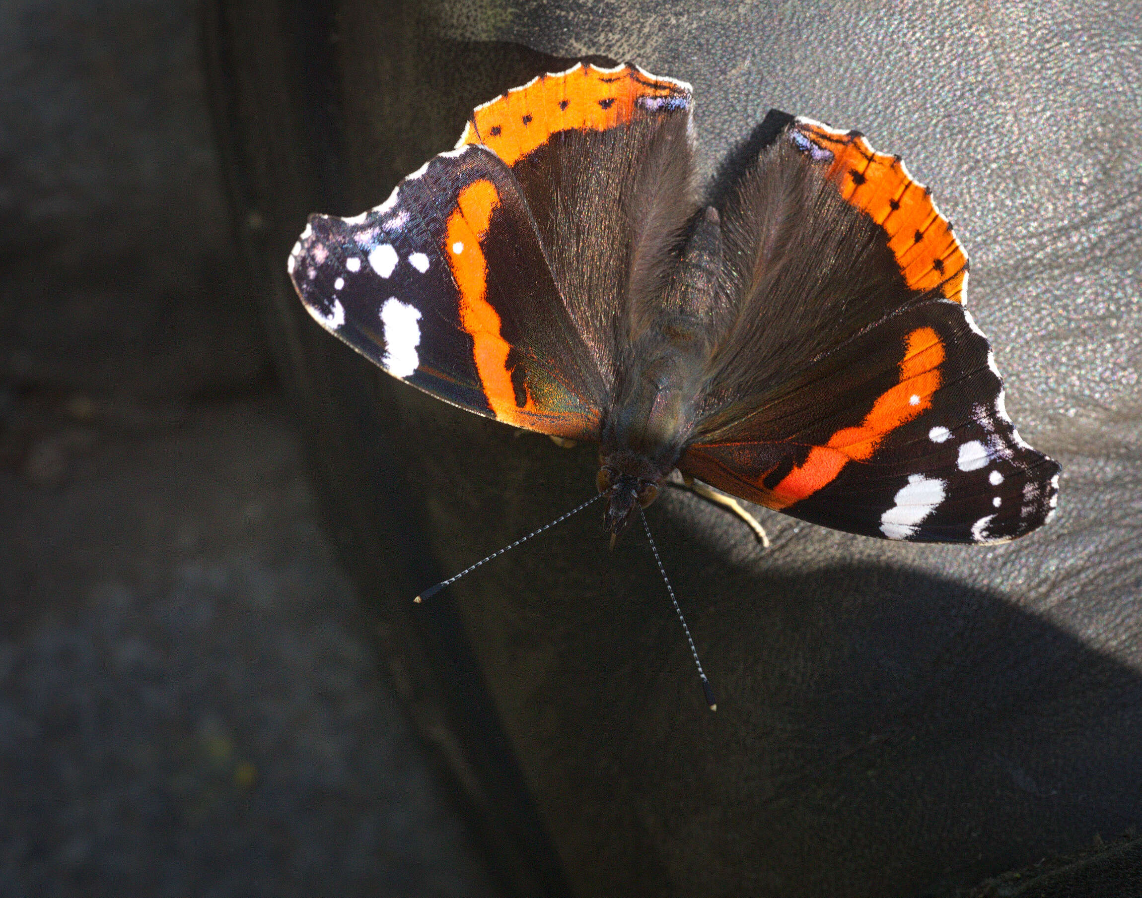 Image of Red Admiral