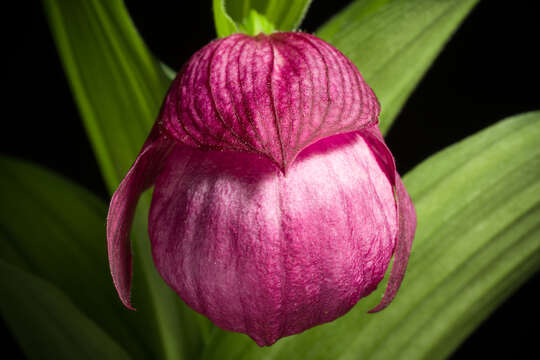 Image of Large-flowered Cypripedium