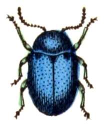 Image of Chrysochus asclepiadeus