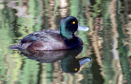 Image of New Zealand Scaup