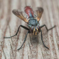 Image de Cylindromyia bicolor (Olivier 1811)