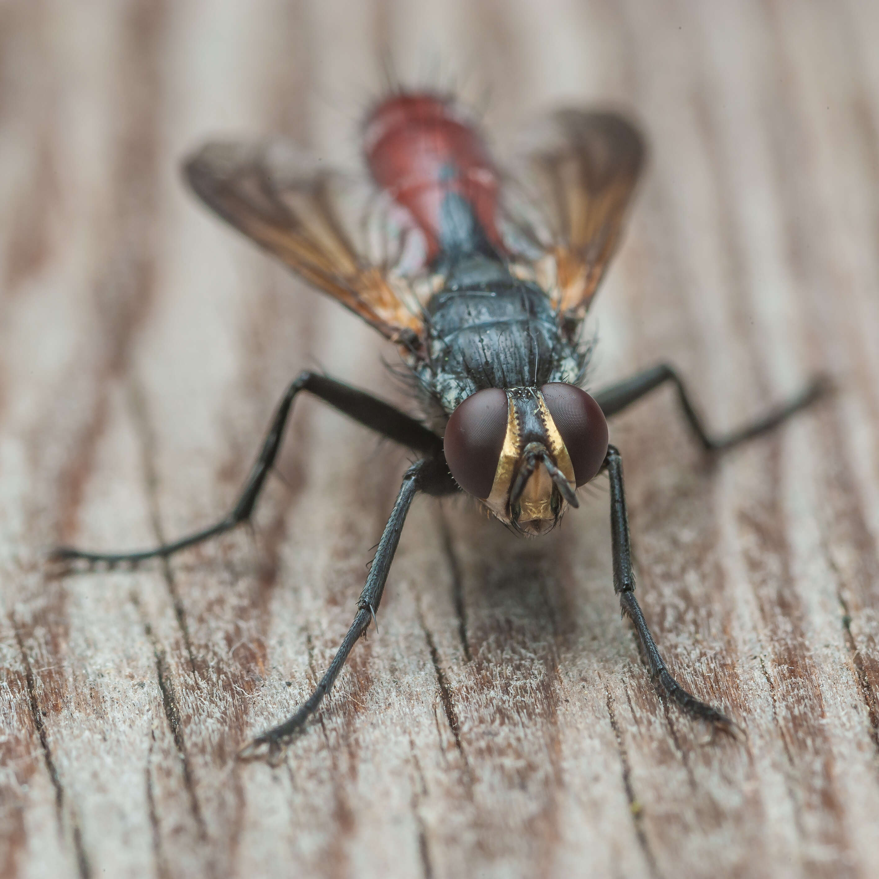 Image de Cylindromyia bicolor (Olivier 1811)