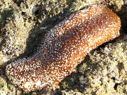 Image of Smooth fat brown sea cucumber