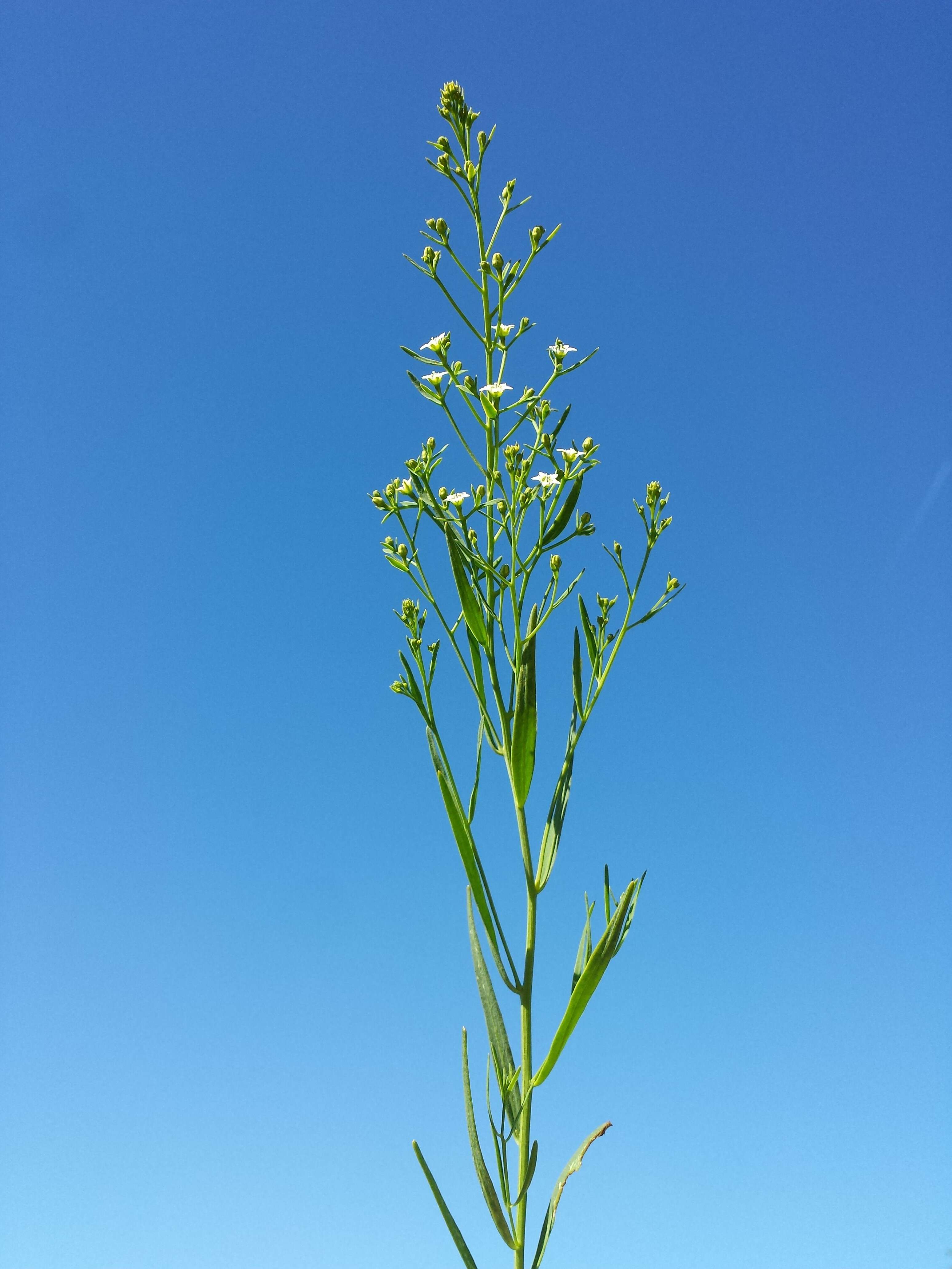 Image of flaxleaf