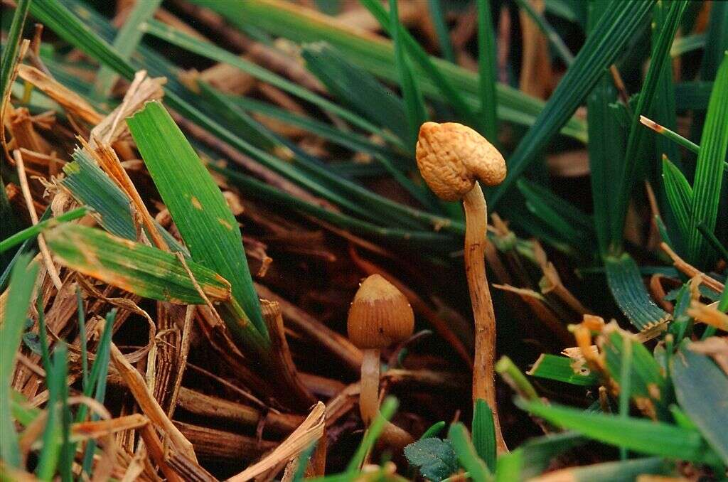 Plancia ëd Psilocybe semilanceata (Fr.) P. Kumm. 1871