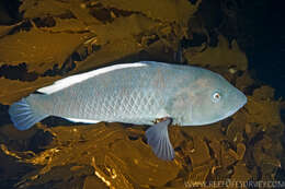 Image of Green wrasse