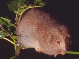 Image of Herbert River Ringtail Possum