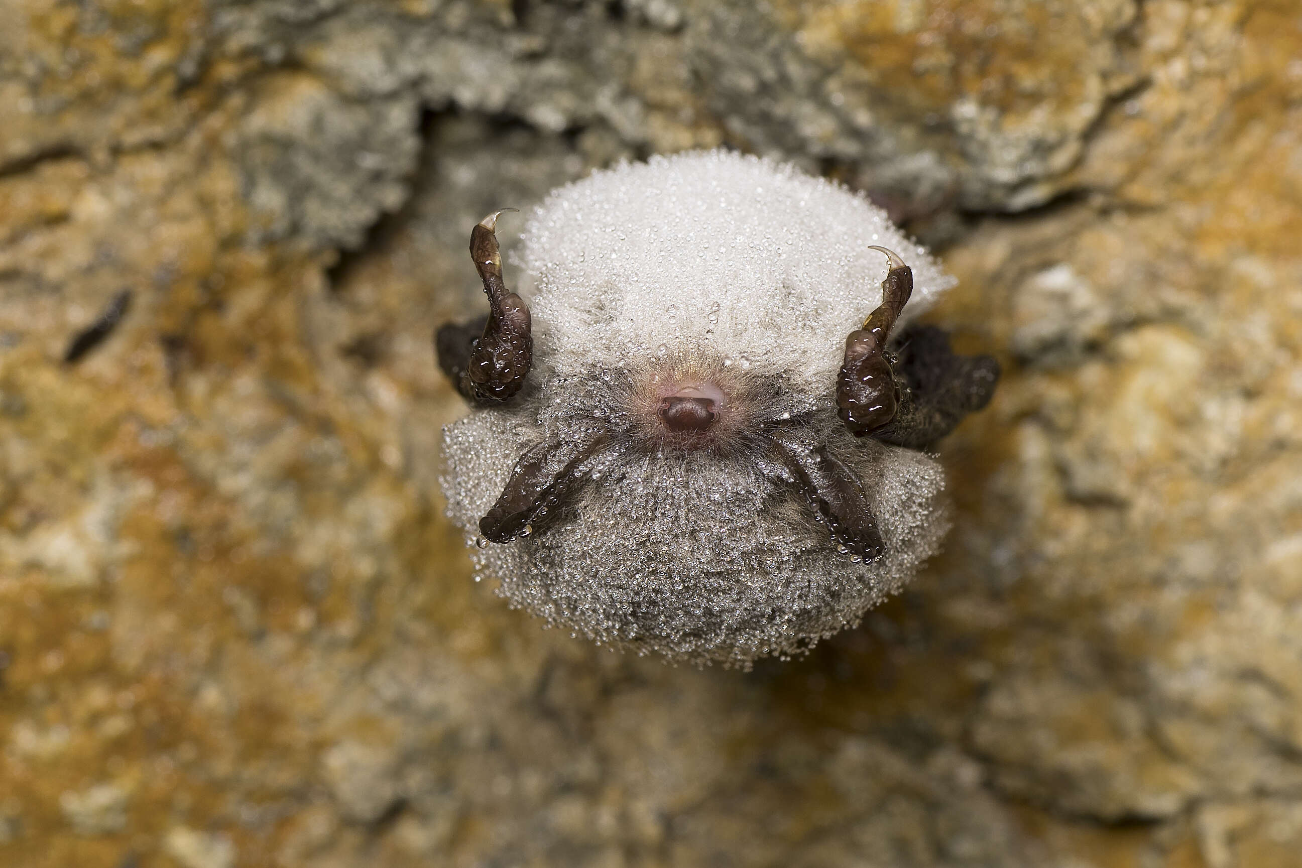 Image of Pond Bat