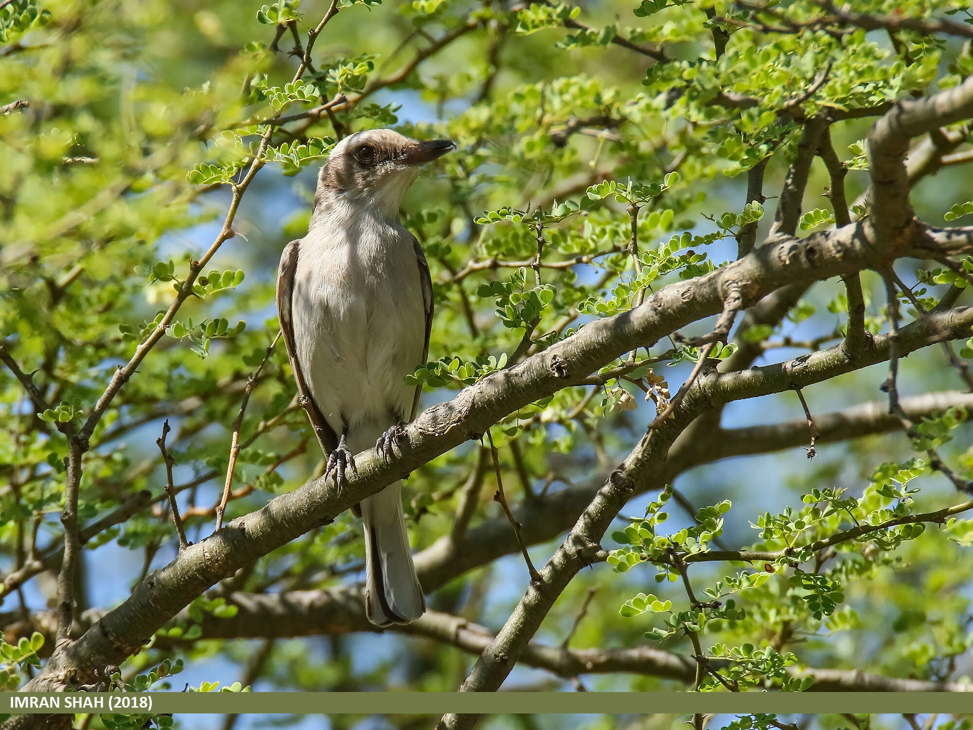 Tephrodornis pondicerianus (Gmelin & JF 1789)的圖片