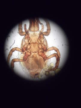 Image of Megisthanoidea