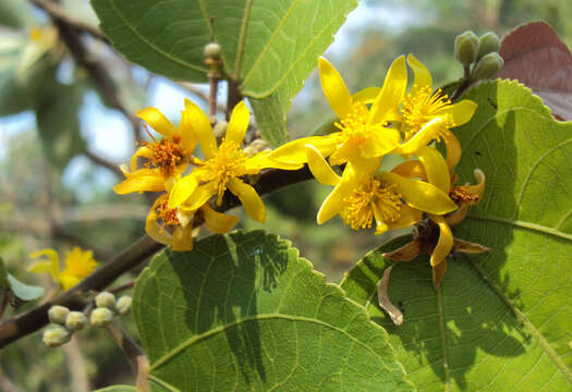 Image of Grewia tiliifolia Vahl