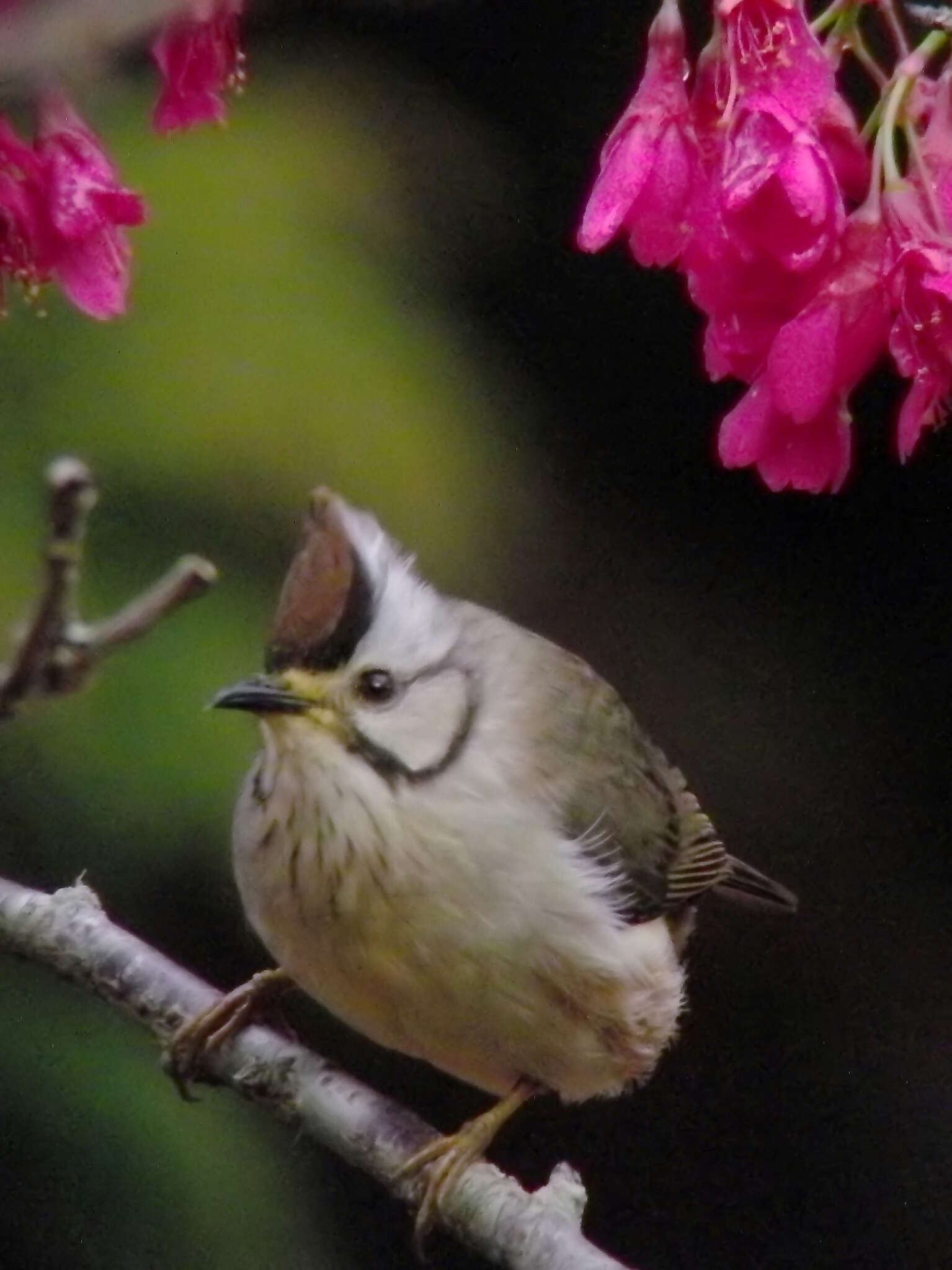 Image of Formosan Yuhina