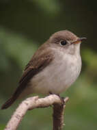 Image of Asian Brown Flycatcher