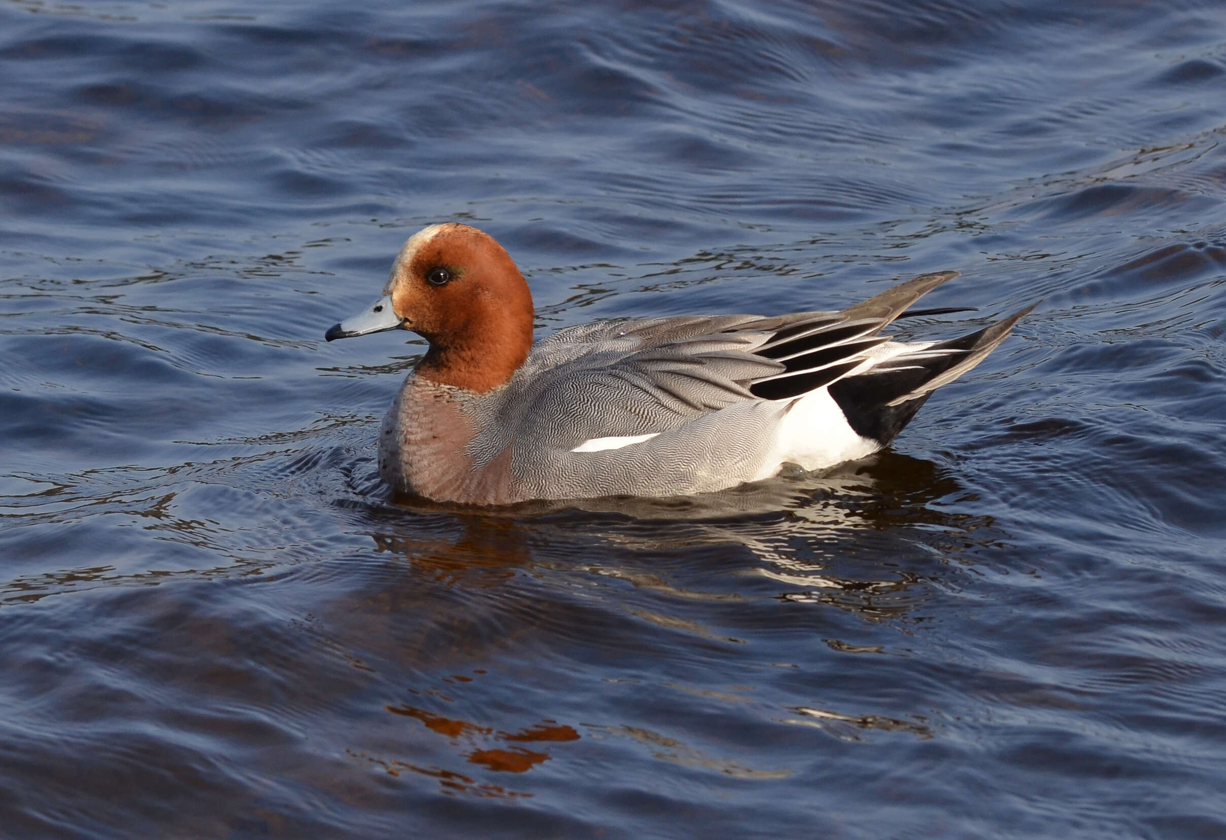 Image of Eurasian Wigeon