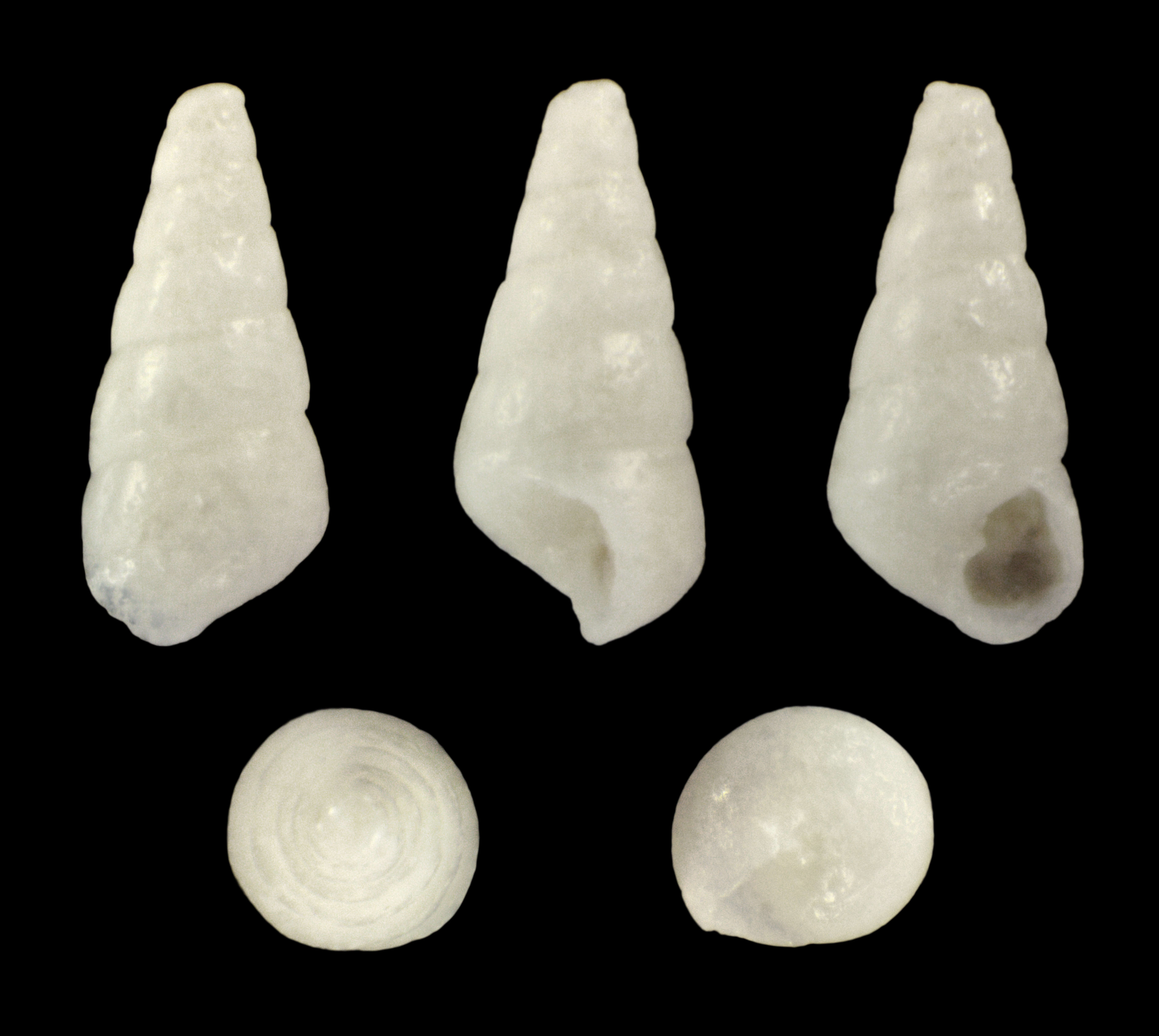 Eulimastoma canaliculatum (C. B. Adams 1850) resmi