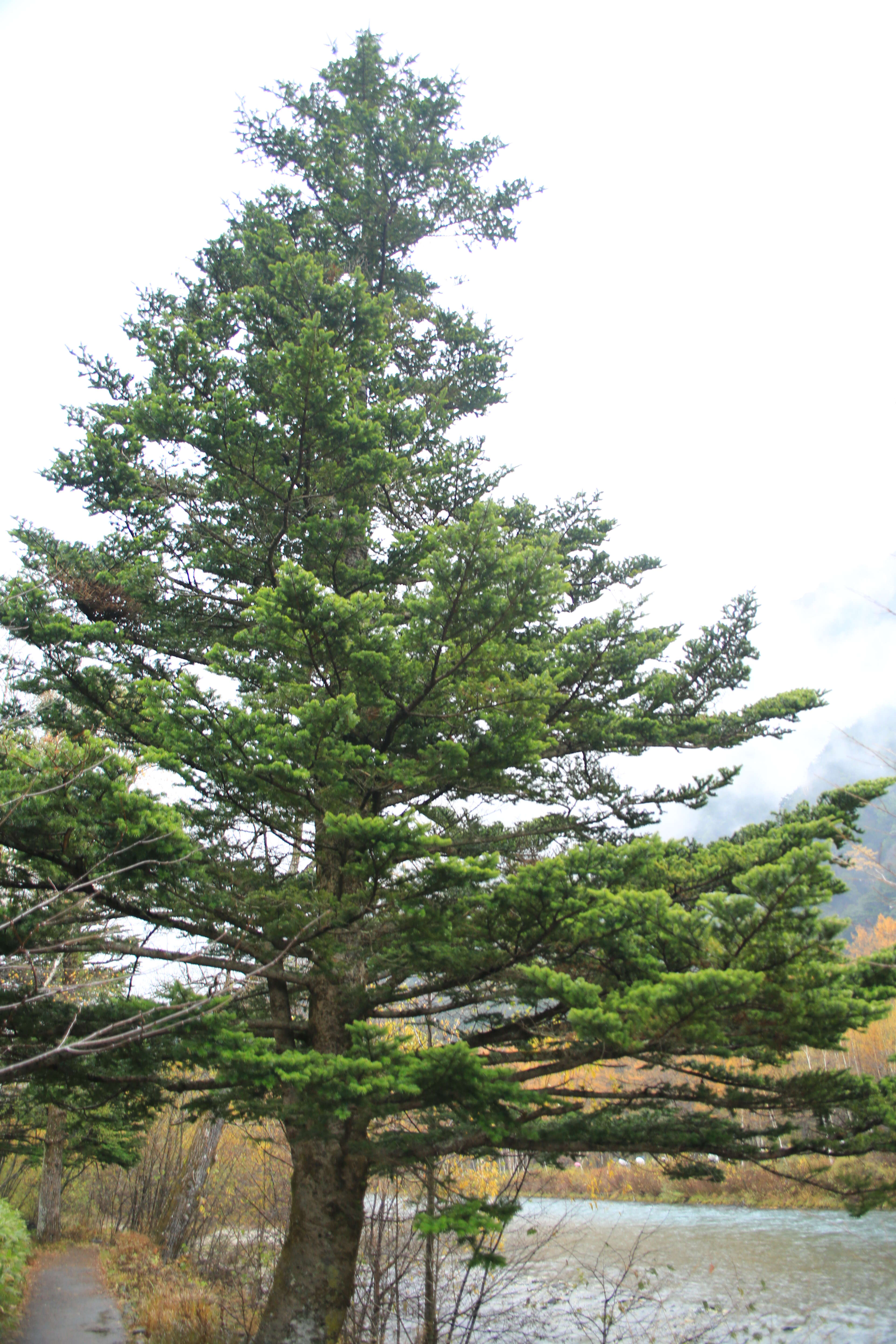 Image of Nikko Fir