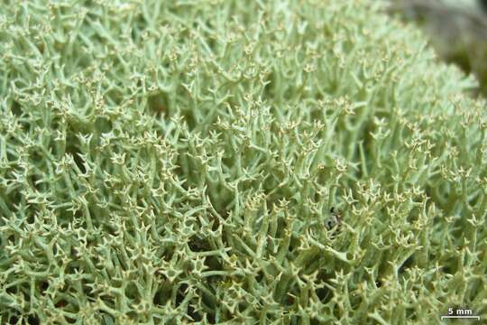 Image of Thorn cladonia