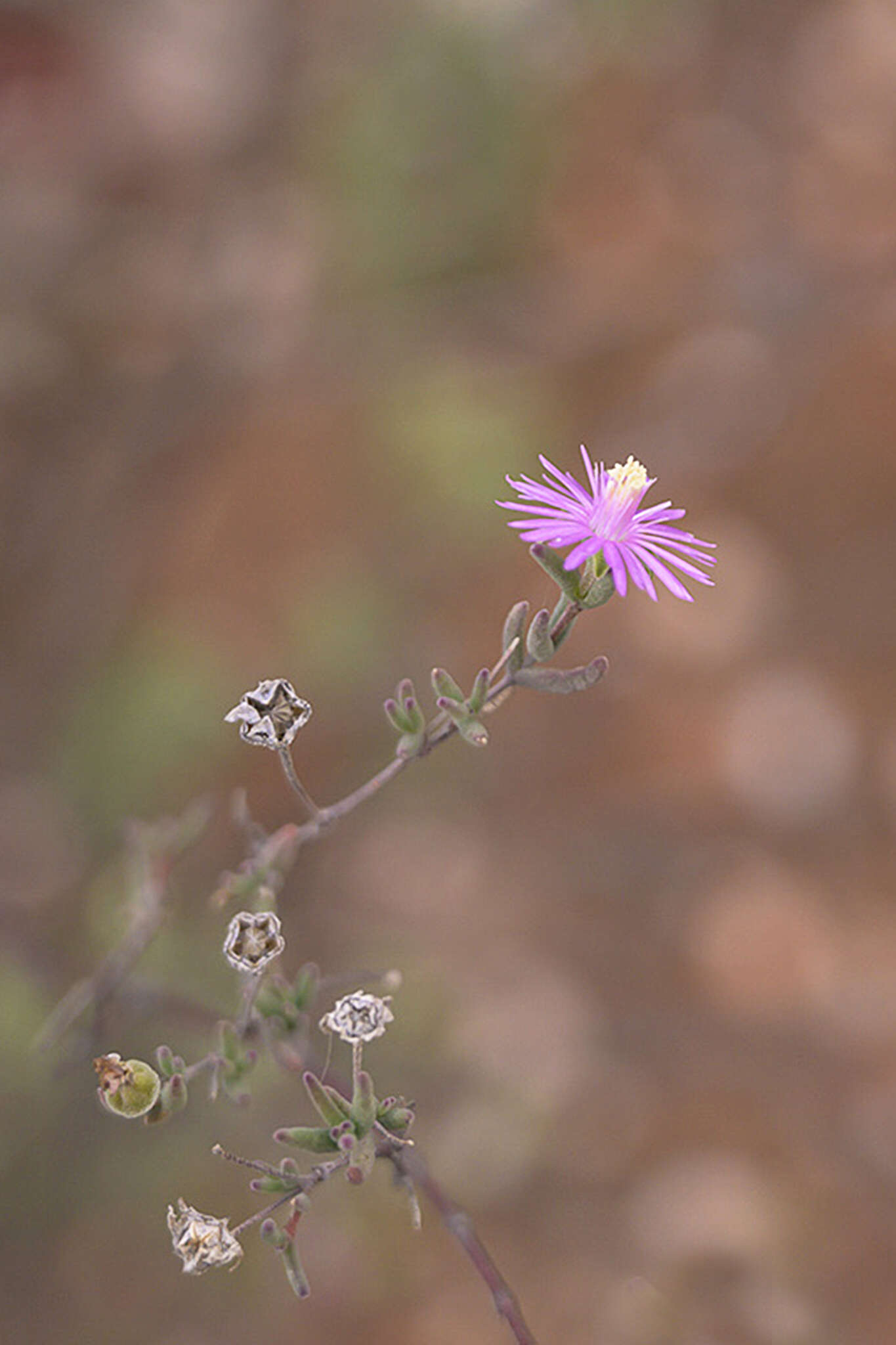 Imagem de Drosanthemum