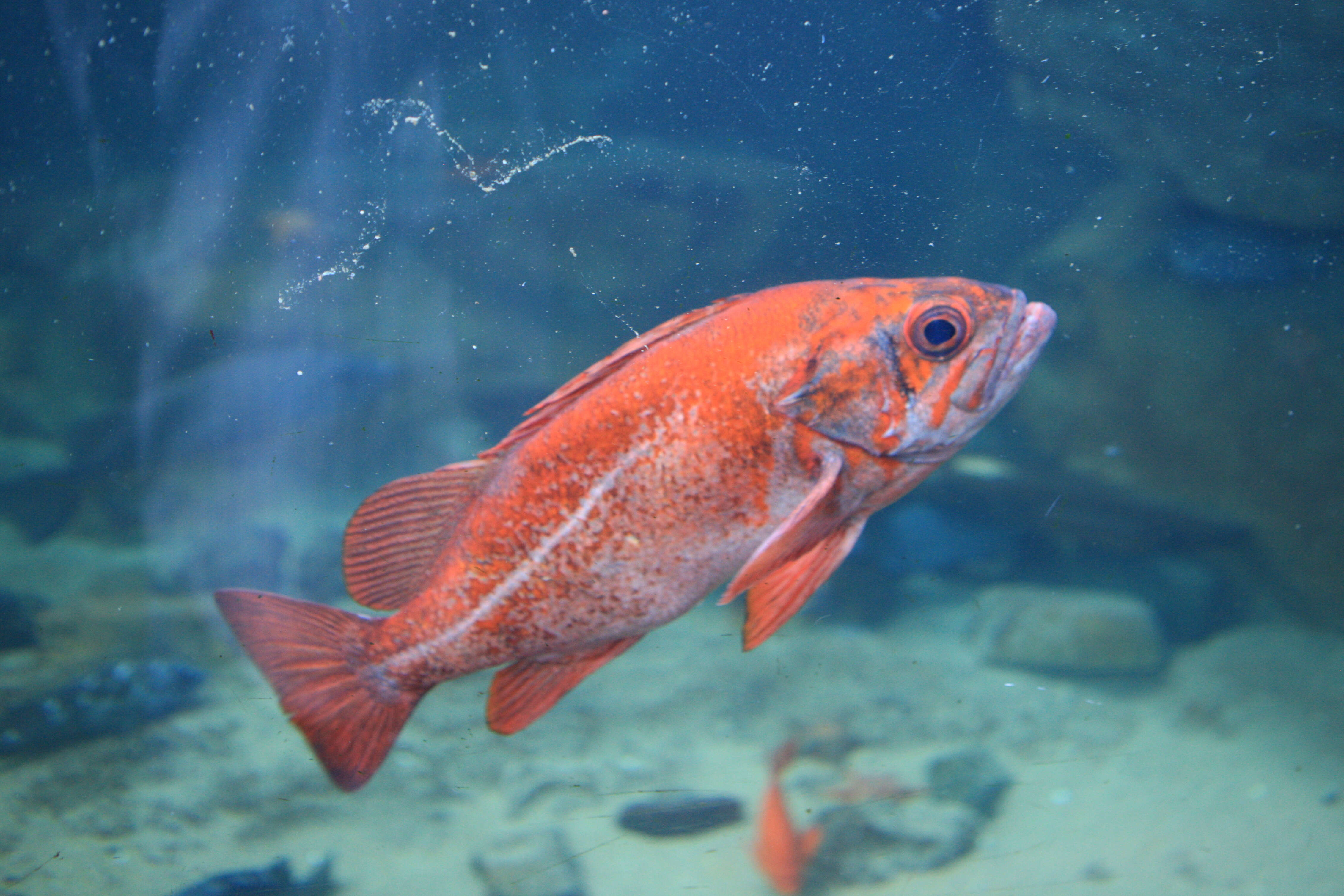 Image of Yelloweye rockfish