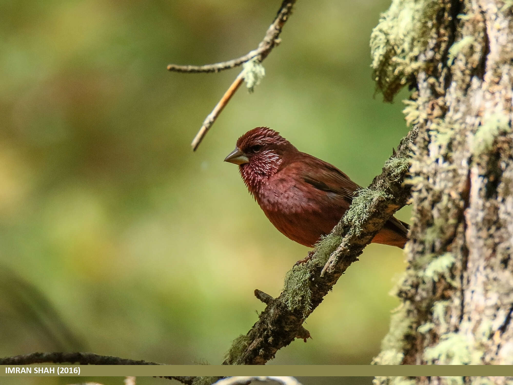 Plancia ëd Carpodacus rhodochlamys (Brandt & JF 1843)